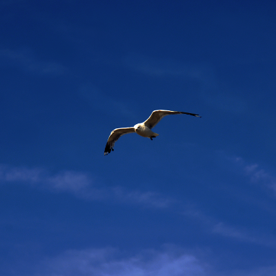 Seagull, par Xavier E. G. Dierick